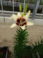 [5032 Black Spider No01.JPG]